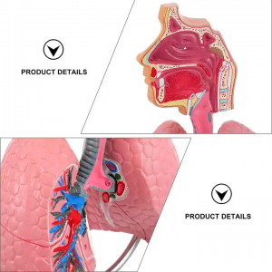 Human Nasal Cavity Throat Anatomy Model Human Lung Model Respiratory System Lung Model Teaching Tool for Students Study Display