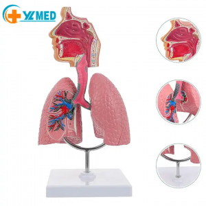 Menneskelig næsehule Hals Anatomimodel Menneskelig lungemodel Åndedrætssystem Lungemodel Undervisningsværktøj for studerende Studievisning