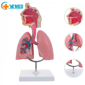 Mudellu di Anatomia di a Gola di Cavità Nasale Umana Mudellu di Pulmone Umanu Sistema Respiratoriu Modellu di Pulmone Strumenta d'Insegnamentu per Studienti Studiu Display