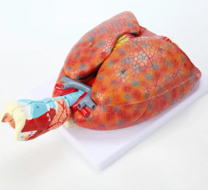 Laryngeal heart and lung Model Human Respiratory System Model Separable Teaching Anatomical Model