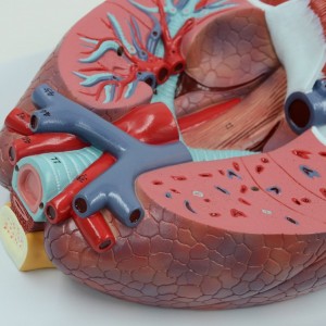 Anatomical Human Respiratory System Model Wth Larynx 7 Removable Parts Larynx Heart and Lung Model