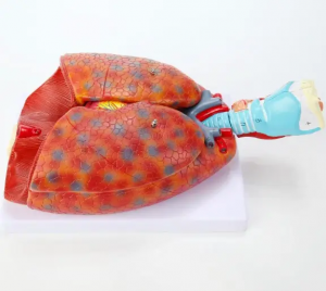 喉頭心臓および肺モデル人間の呼吸器系モデル分離可能な教育解剖学的モデル