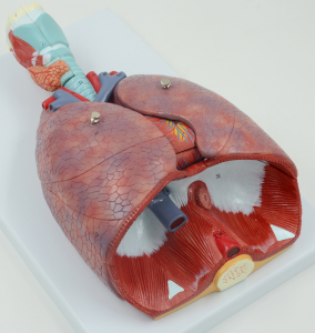 Anatomical Human Respiratory System Model Wth Larynx 7 Removable Parts Larynx Heart and Lung Model