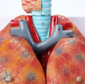 Modèle de cœur et de poumon laryngé, modèle de système respiratoire humain, modèle anatomique d'enseignement séparable