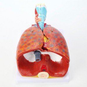 Anatomical Human Respiratory System Model Wth Larynx 7 Removable Parts Larynx Heart and Lung Model