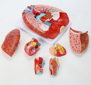 Balsenes sirds un plaušu modelis Cilvēka elpošanas sistēmas modelis Separable Teaching Anatomical Model