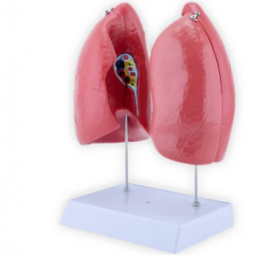 Model empat bagian anatomi paru-paru manusia telah didemonstrasikan dalam pengajaran kedokteran