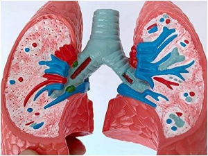 Medical Science Human Healthy Lung Compared with Sick Lung Contrast Model Internal Organ Dissection Demonstration Teaching
