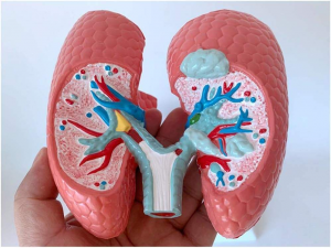 Medical Science Human Healthy Lung Compared with Sick Lung Contrast Model Internal Organ Dissection Demonstration Teaching