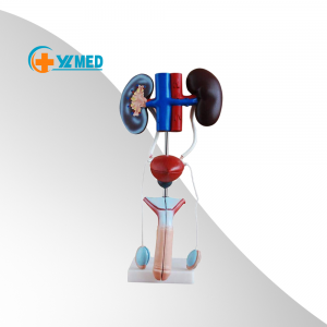 PVC medical human anatomical model showing kidney ureter bladder uterus teaching equipment