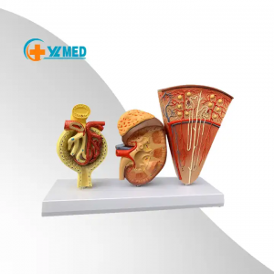Medicinsk nefron glomerulus forstørret nyre anatomi Human nyre model urin system endokrin analyse Medicinsk model