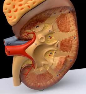 Medical Nepron Glomerus pọ si kidinrin Anatomi Apejuwe Ikọ Ikọ Ikun Ikọ ẹrọ