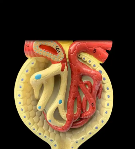 Medical Nepron Glomerus pọ si kidinrin Anatomi Apejuwe Ikọ Ikọ Ikun Ikọ ẹrọ