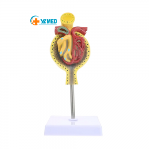 Anatomical glomerular model Human kidney model Standing kidney anatomy Three-dimensional human glomerular model