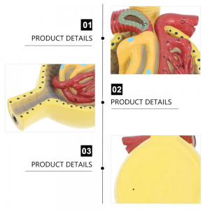 Anatomical glomerular model Human kidney model Standing kidney anatomy Three-dimensional human glomerular model