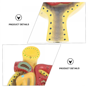 Anatomical glomerular model Human kidney model Standing kidney anatomy Three-dimensional human glomerular model