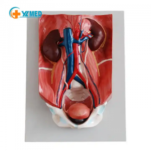 Modelo anatômico de ensino de medicina, modelo de sistema urinário humano, modelo de órgãos da parede posterior abdominal