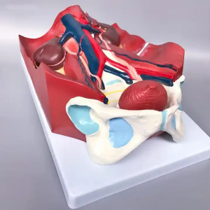 Cov Qauv Kho Mob Anatomical Model Tso Tawm Tus Qauv Kev Tsim Qauv Tus Qauv Tso Cai Ntawm Cov Qauv Hluav Taws Xob