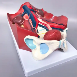 Medical teaching anatomical model Urinary System Model Human Urinary System Model of Abdominal Posterior Wall Organs