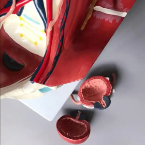 Medical teaching anatomical model Urinary System Model Human Urinary System Model of Abdominal Posterior Wall Organs