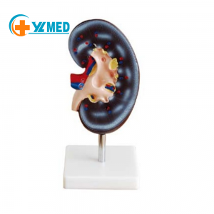 1 modelo anatómico renal