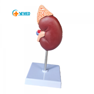 Renal anatomy with adrenal gland model