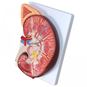 Imodeli yokukhulisa inoveli ye-renal anatomy