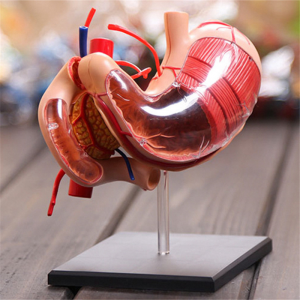 Model pengajaran medis DIY peralatan pendidikan ilmu pengetahuan populer model anatomi organ weteng manungsa