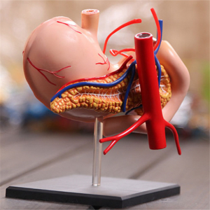 Model pengajaran perubatan DIY peralatan pendidikan sains popular model anatomi organ perut manusia