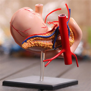 Medicina instrua modelo DIY popularscienca eduka ekipaĵo homa stomaka organo anatomia modelo