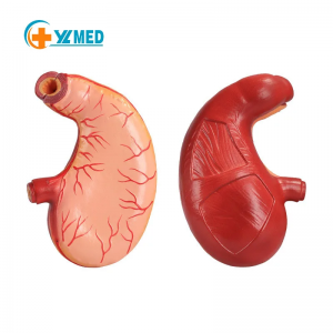 Advanced Quality PVC Human Natural Size Stomach Anatomy Structure Model Teaching Instruments Anatomy Stomach Model for Teaching