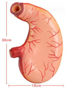 Advanced Quality PVC Human Natural Size Stomach Anatomy Structure Model Teaching Instruments Anatomy Stomach Model for Teaching
