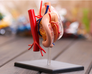 Medicina instrua modelo DIY popularscienca eduka ekipaĵo homa stomaka organo anatomia modelo