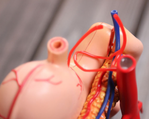 Model de predare medicală DIY popular știință echipament educațional model anatomic de organ stomacal uman
