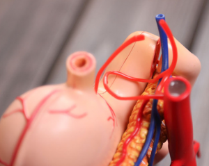 Medical teaching model DIY popular science educational equipment human stomach organ anatomical model