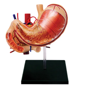 Modelo de enseñanza médica DIY equipo educativo de ciencia popular modelo anatómico de órgano de estómago humano