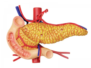 Modèle d'enseignement médical bricolage équipement éducatif scientifique populaire modèle anatomique d'organe d'estomac humain