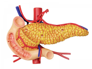 Qaabka waxbaridda caafimaadka DIY qalabka waxbarashada sayniska caanka ah ee xubnaha caloosha bini'aadamka model anatomical