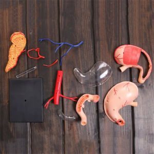 Modellu d'insignamentu medicale DIY pupulare scienza equipaghjamentu educativu umanu stomacu organu mudellu anatomicu