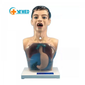 New nursing basic practice operation model nurse training human body model transparent gastric lavage model