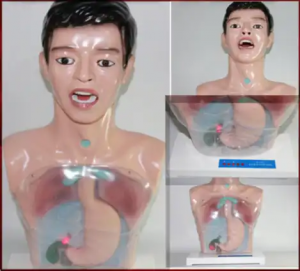 New nursing basic practice operation model nurse training human body model transparent gastric lavage model