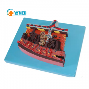 Exquisite Workmanship Placental Tissue Simulation Model Medical Pelvis Placenta Model