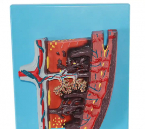 Exquisite Workmanship Placental Tissue Simulation Model Medical Pelvis Placenta Model