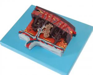 Exquisite Workmanship Placental Tissue Simulation Model Medical Pelvis Placenta Model