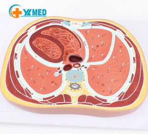 Human thoracic cavity section model