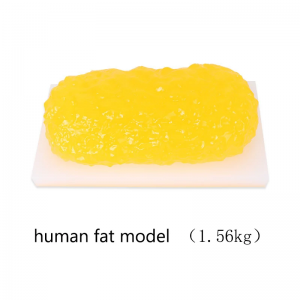 Factory Direct Teaching Model Anatomy Human Fat Model Rectangular Silicone Gel Material School Training Simulation