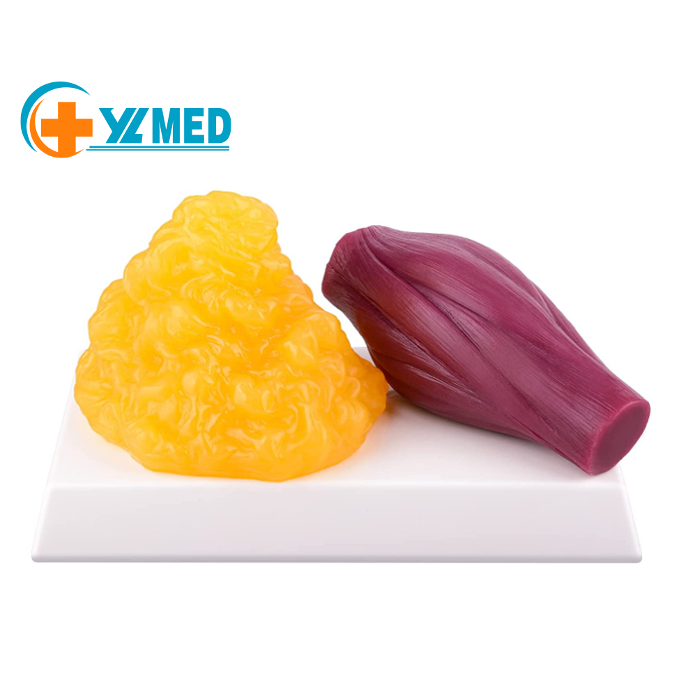 Fat Replica 1 lb & Muscle Replica 1lb with Display Base, Great Motivator and Reminder for Fitness, Demonstration Model for Nutritionist, Anatomical Model
