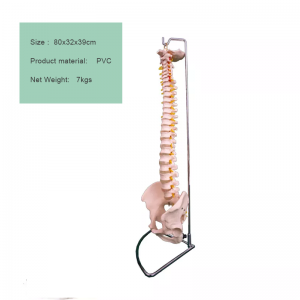 anatomical model spine Medical equipment medical anatomy model human spine model special sale spine