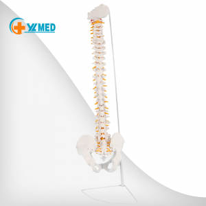 anatomical qauv spine Cov khoom siv kho mob anatomy qauv human spine qauv tshwj xeeb muag qaum