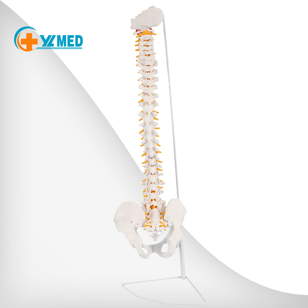 anatomical model spine Medical equipment medical anatomy model human spine model special sale spine